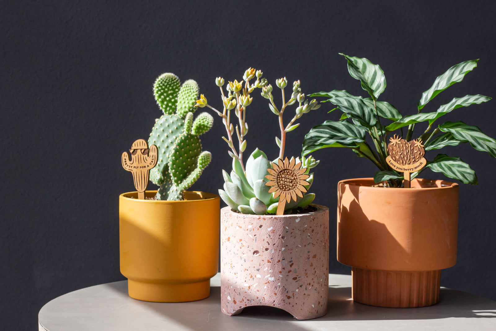 Hereafter Wood Plant Picks