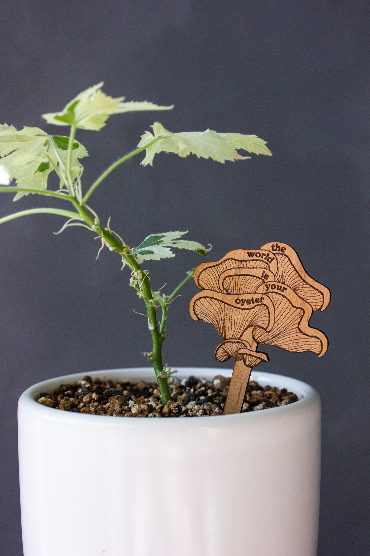 Hereafter Wood Plant Pick