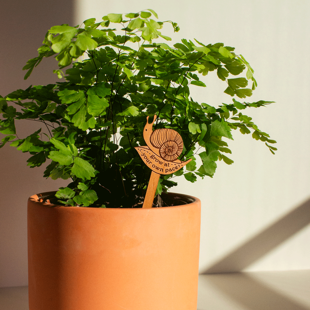 Hereafter Wood Plant Pick