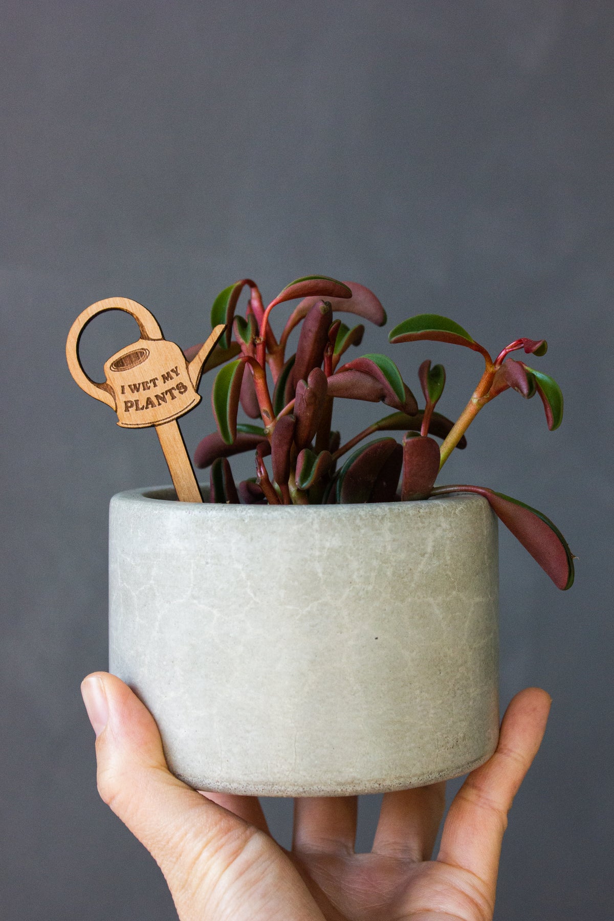 Hereafter Wood Plant Pick