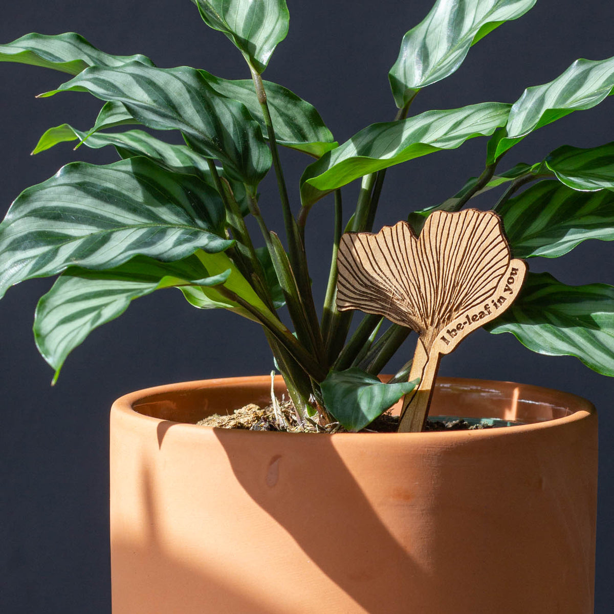 Hereafter Wood Plant Pick