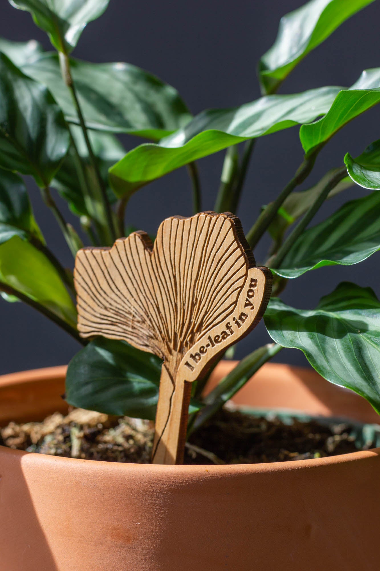 ginkgo plant indoor I Be-leaf In You Ginkgo Wood Plant Pick