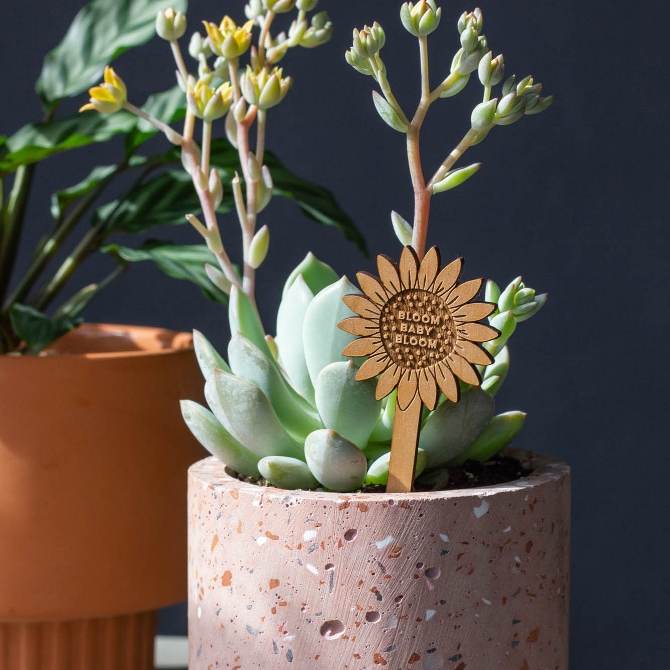 Hereafter Wood Plant Pick