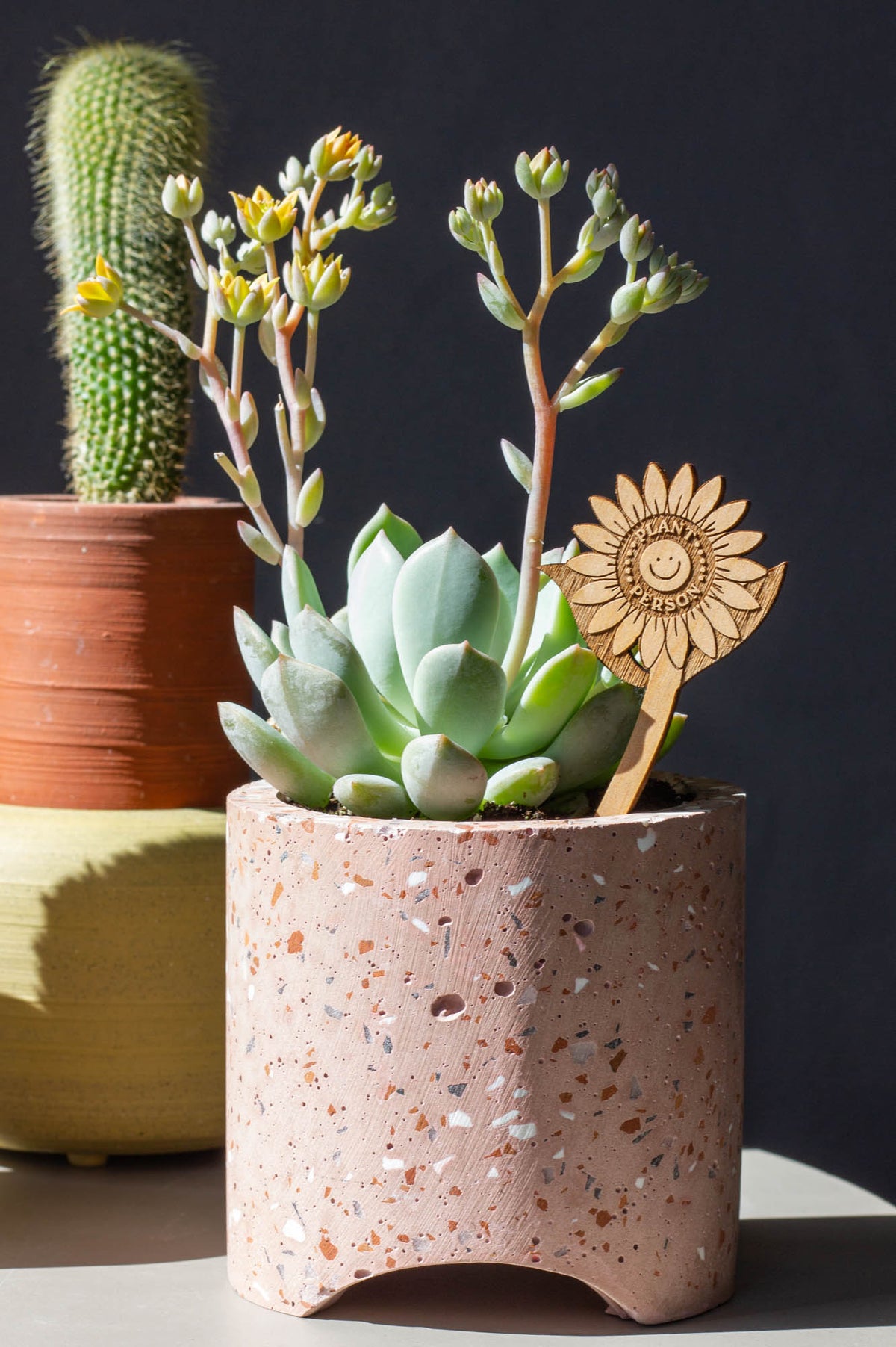 Hereafter Wood Plant Pick