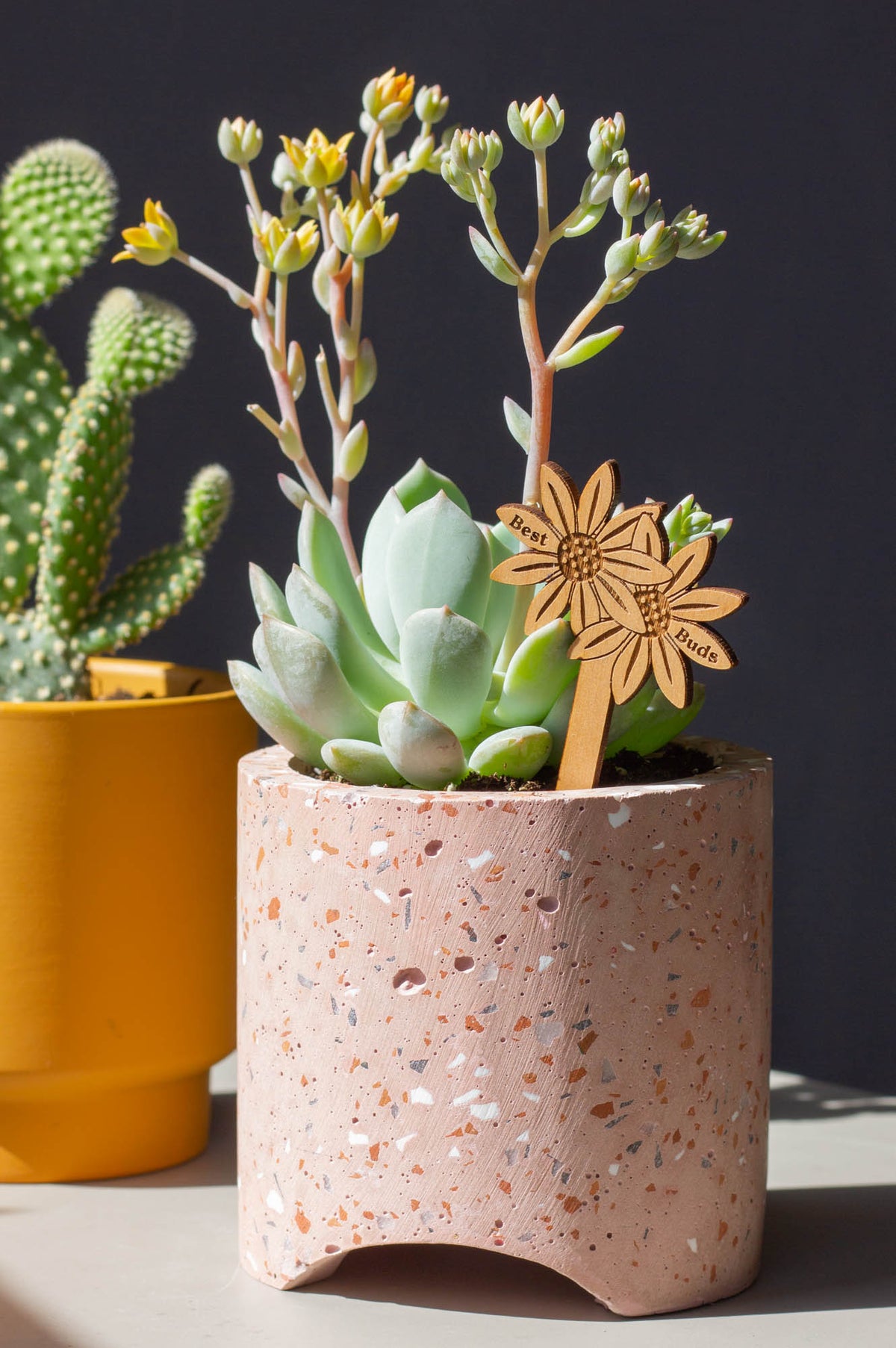 Hereafter Wood Plant Pick